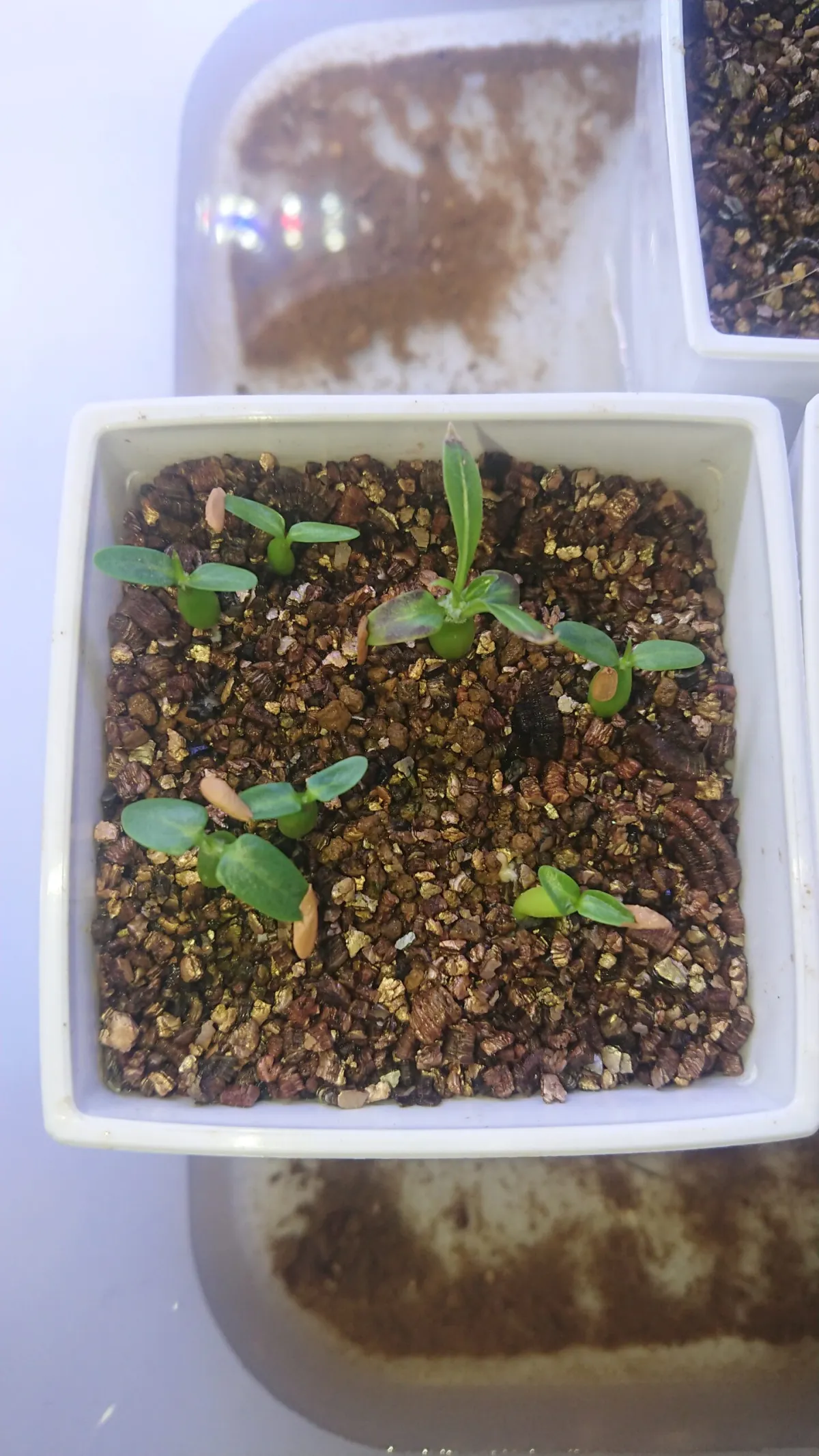 Pachypodium rosulatum ssp. rosulatum (パキポディウム ロスラーツム)