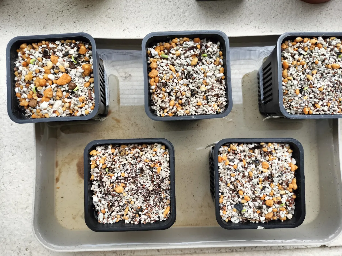 Agave victoriae-reginae ssp. swobodae swobodae (アガベ ビクトリアレジーナ スワボダエ)