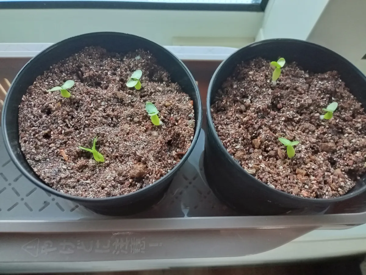 Pachypodium enigmaticum (パキポディウム エニグマチカム)