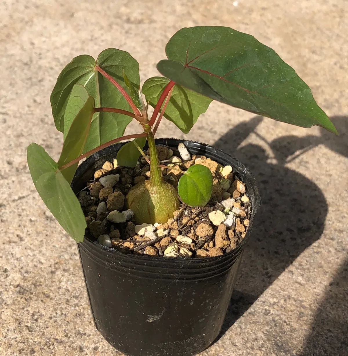 Ficus petiolaris (フィカス ペティオラリス)