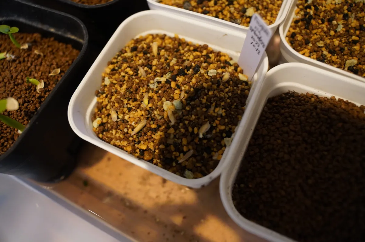 Fouquieria splendens ssp. splendens (フォークイエリア スプレンデンス)