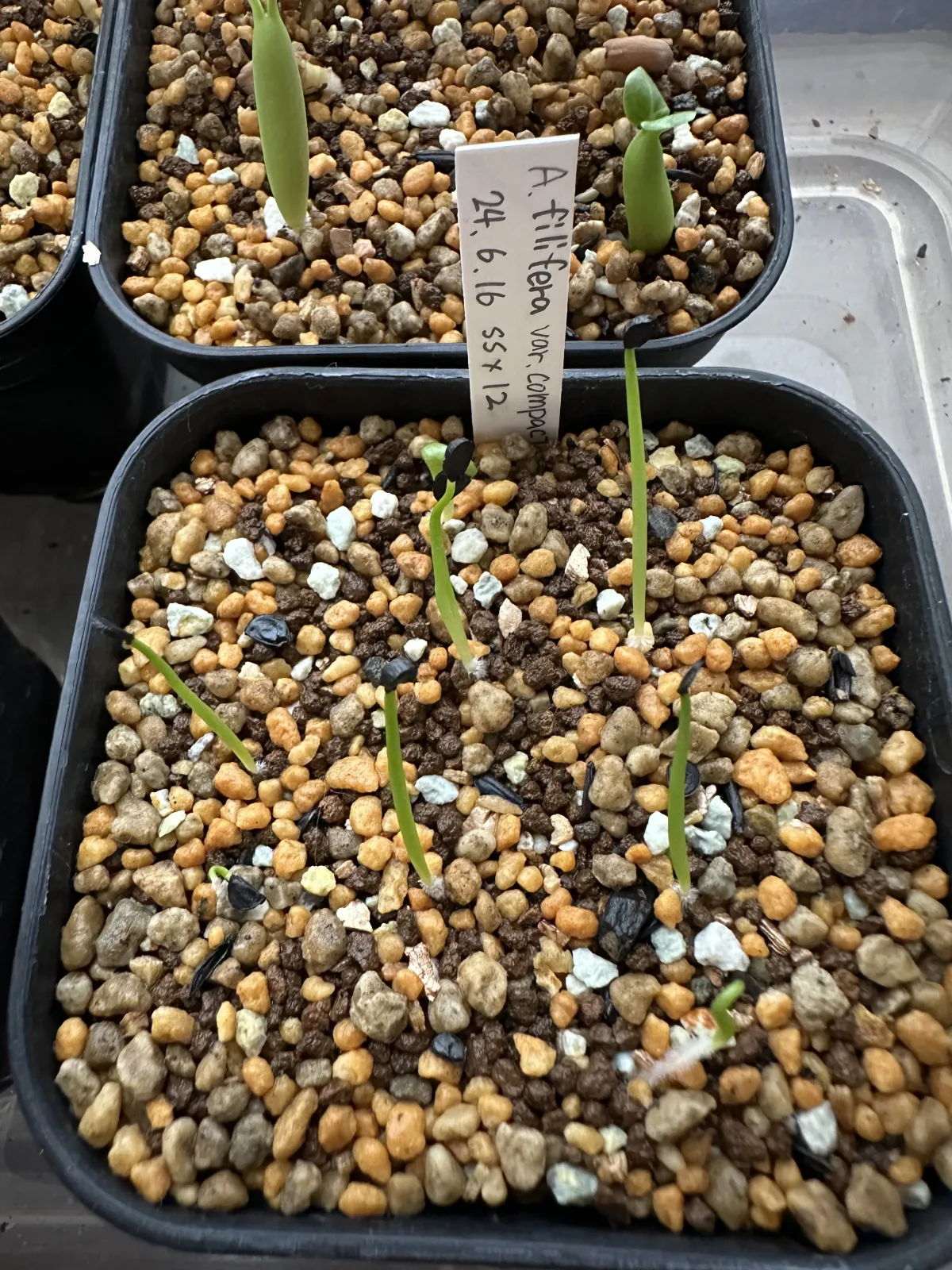 Agave filifera var. compacta (アガベ フィリフェラコンパクタ)