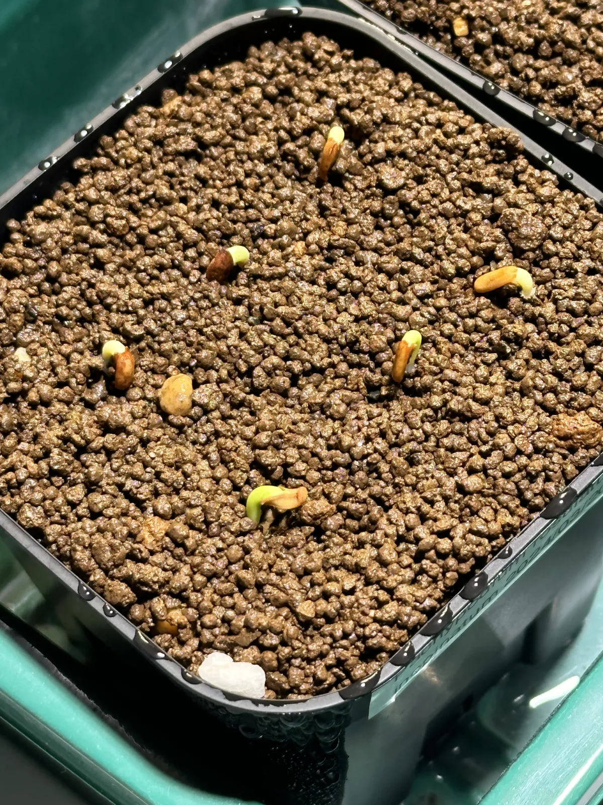 Pachypodium rosulatum var. inopinatum (パキポディウム イノピナツム)