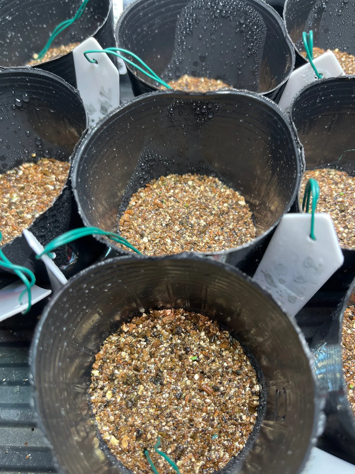 Echeveria cante White Cloud Echeveria (エケベリア カンテ)