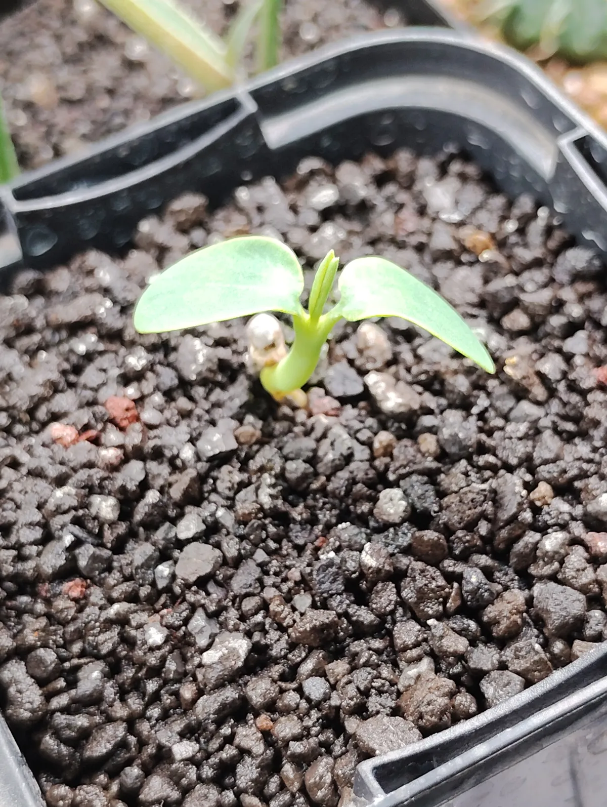 Euphorbia longituberculosa (ユーフォルビア ロンギツベルクローサ)