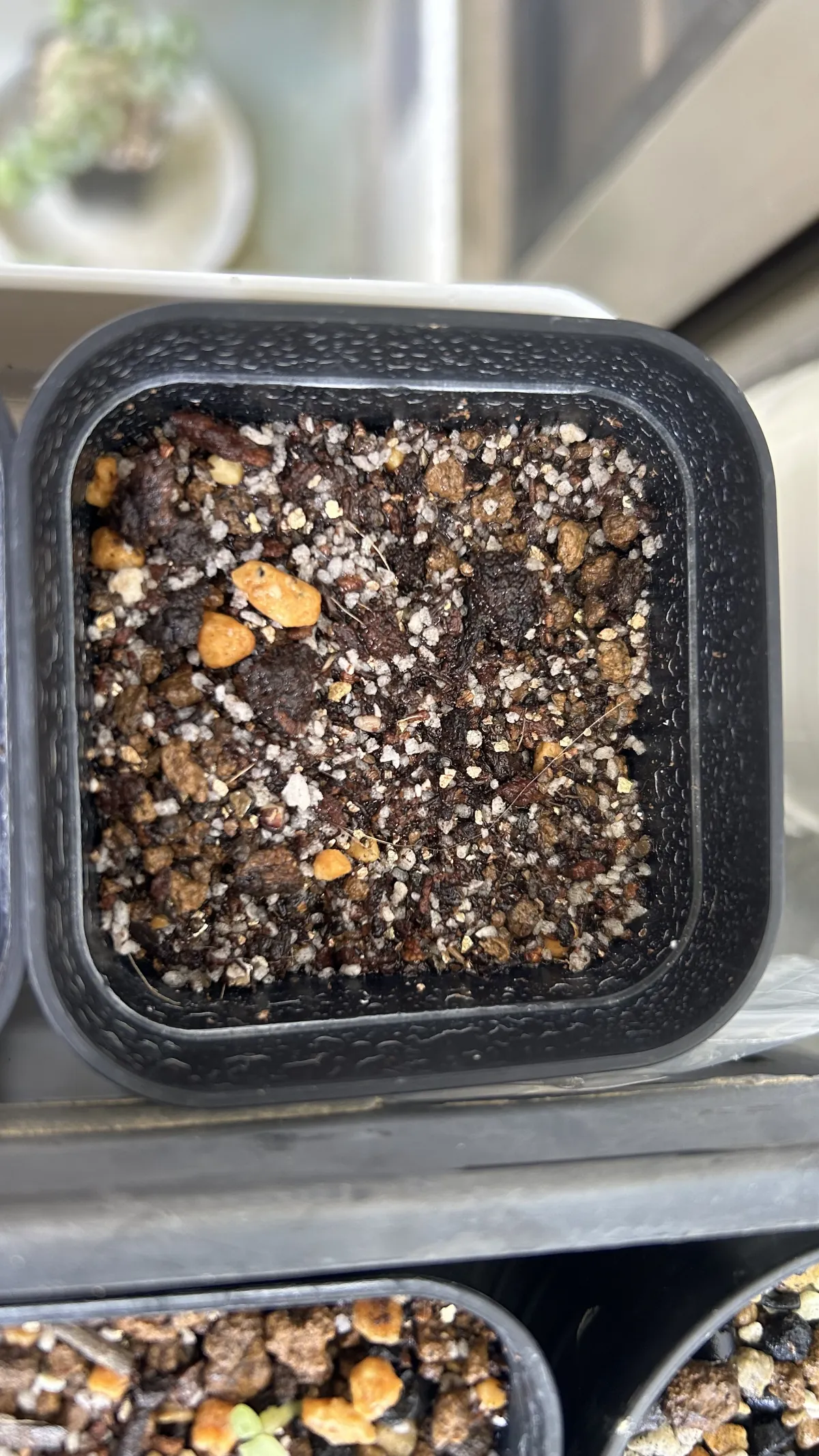 Commiphora wildii (コミフォラ ワイルディ)