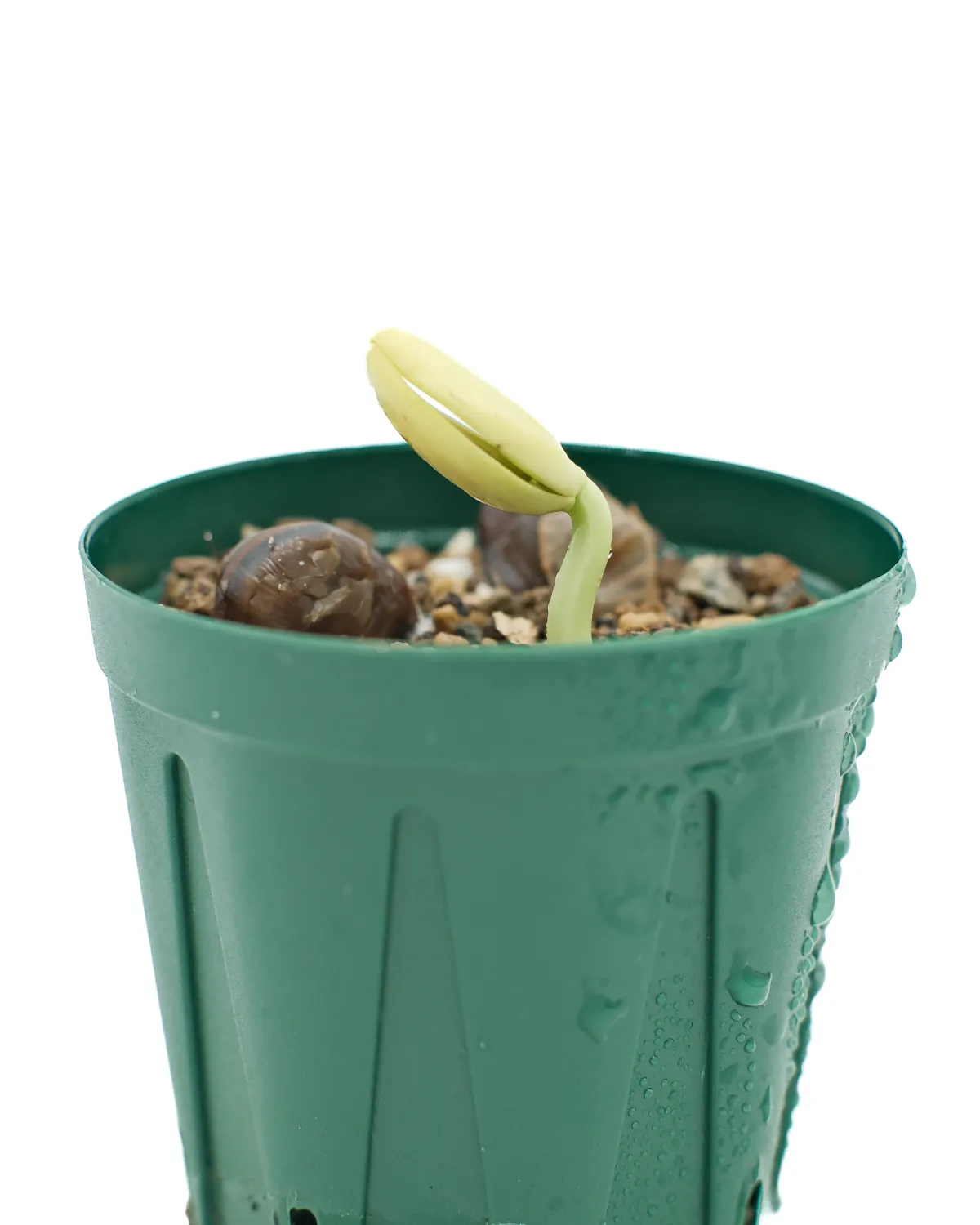 Delonix pumila (デロニクス プミラ)