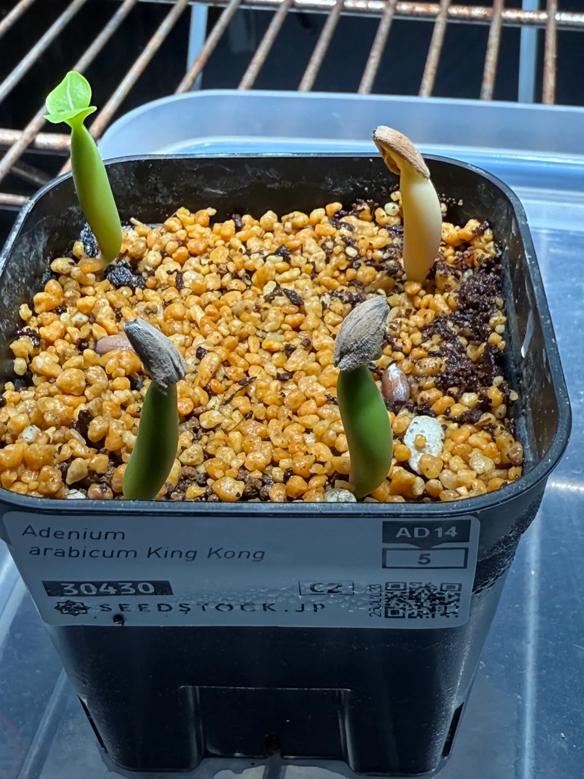 Adenium arabicum King Kong (アデニウム アラビカム キングコング)