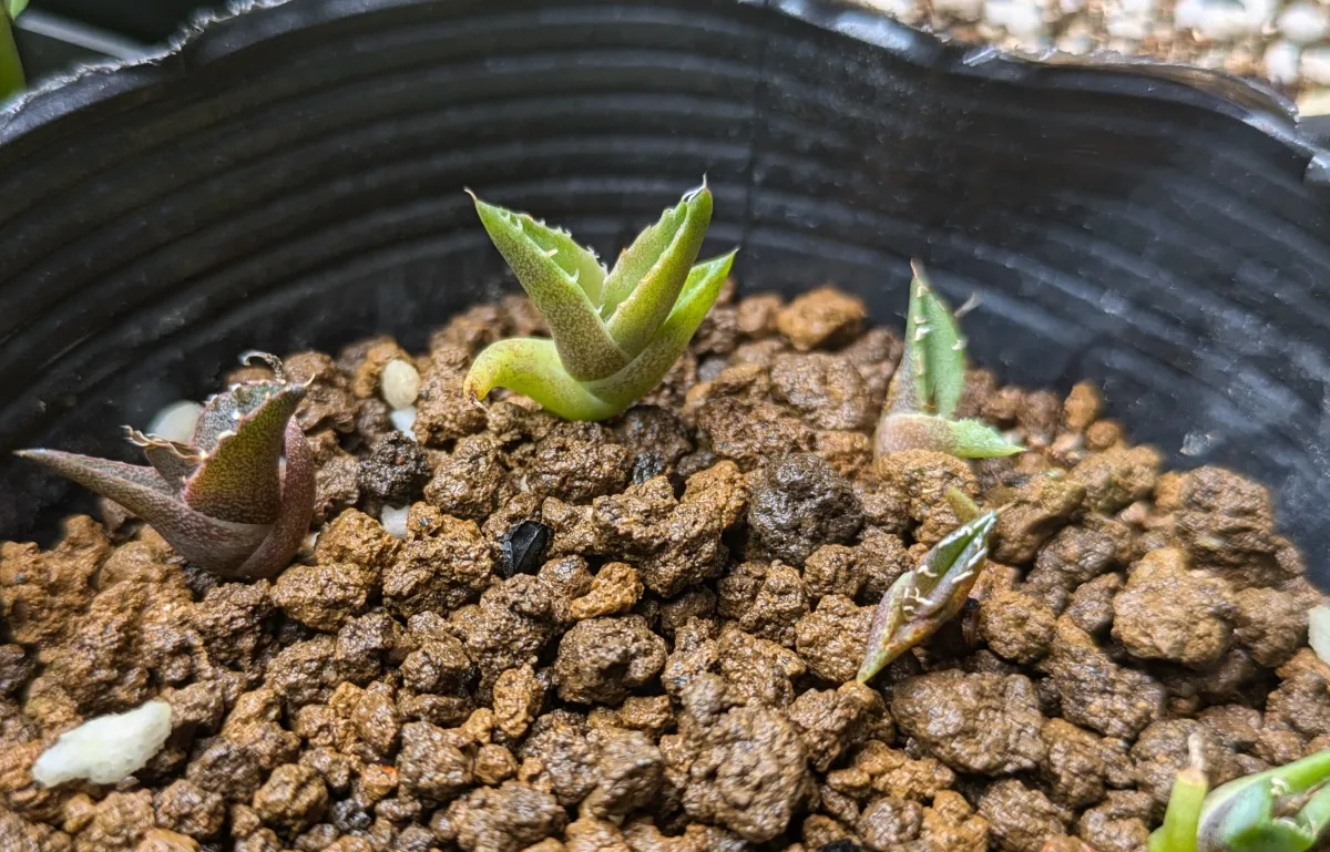 Agave titanota 'Blue' (アガベ チタノタブルー)