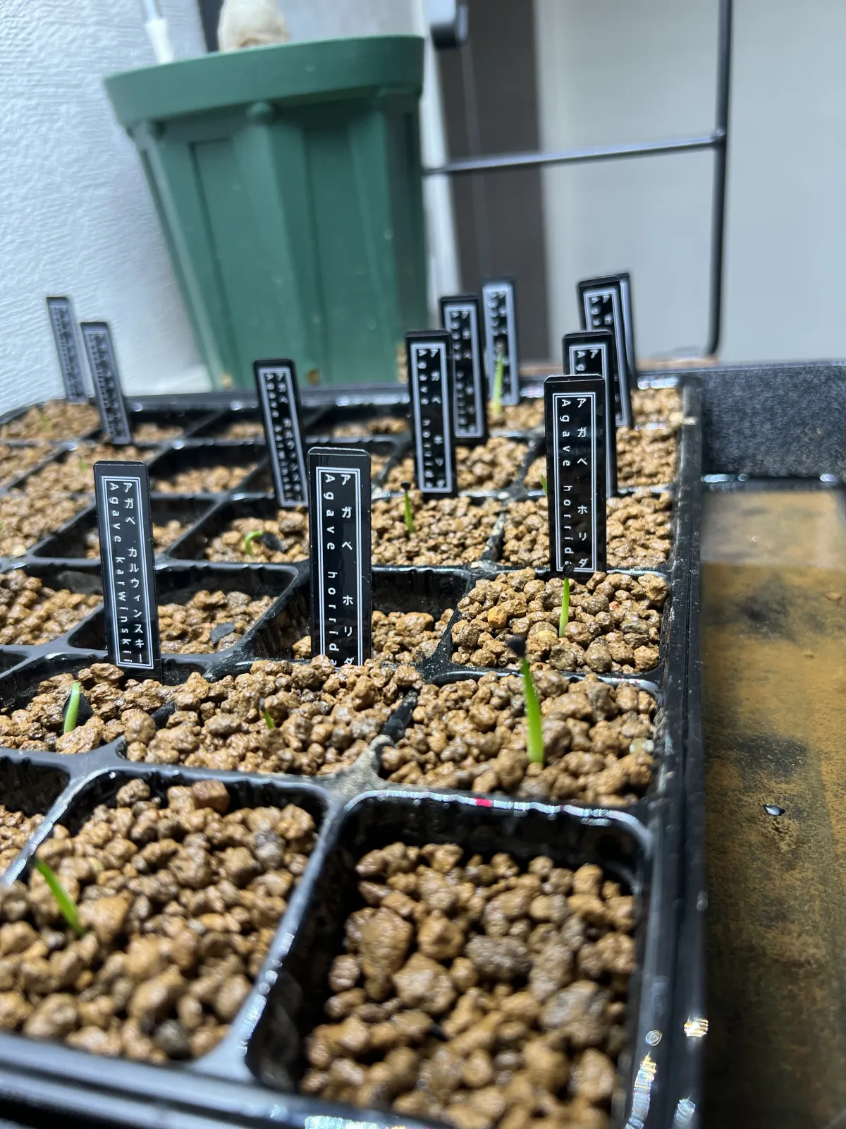 Agave horrida ssp. horrida (アガベ ホリダ)