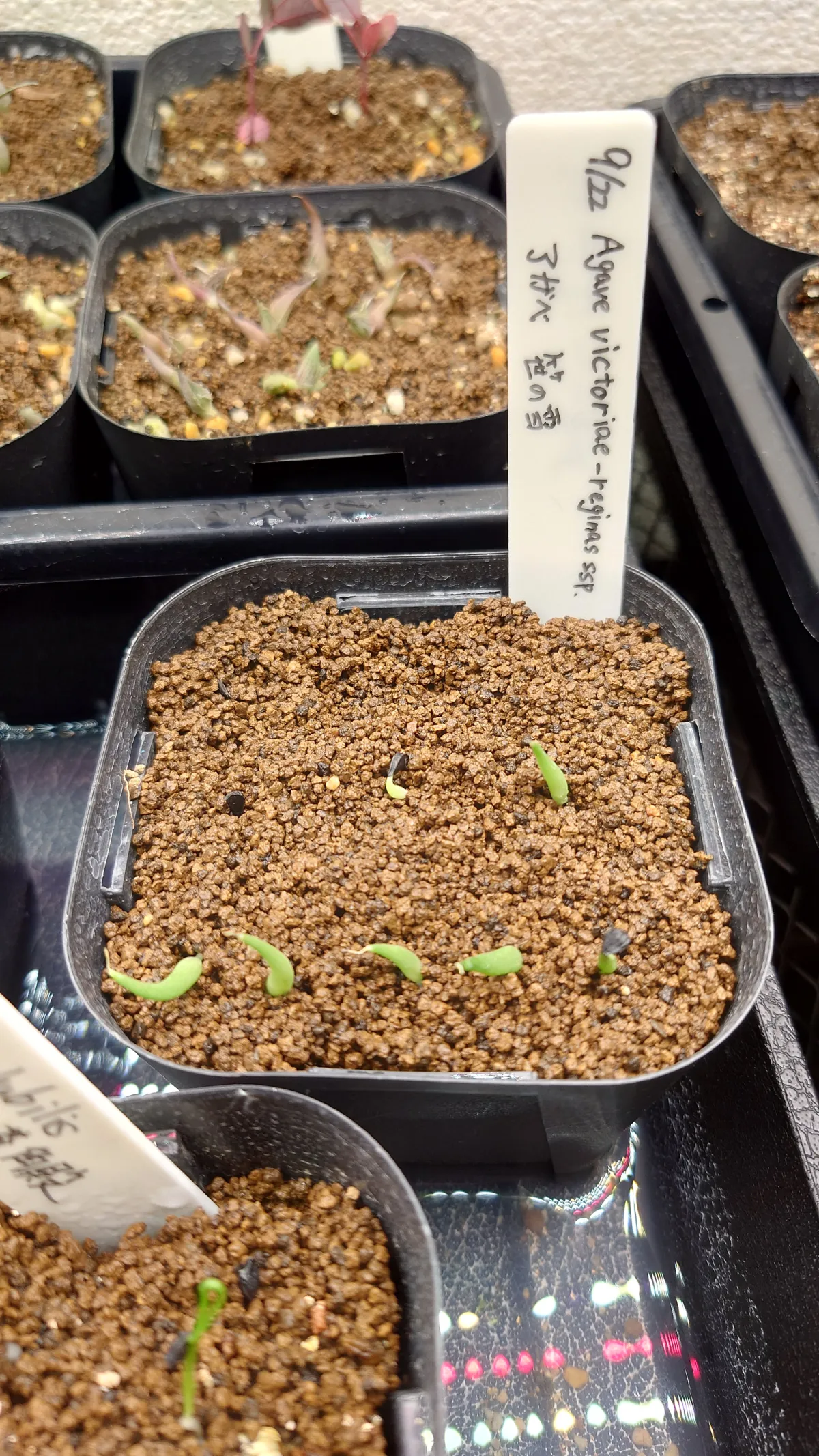 Agave victoriae-reginae (アガベ ビクトリアレジーナエ 笹の雪)