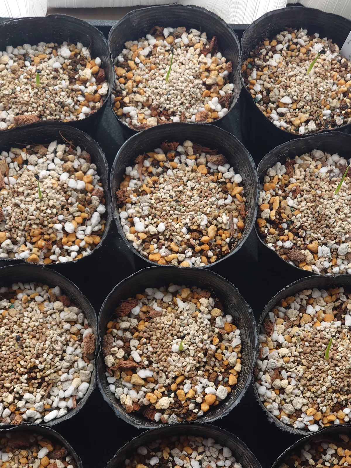 Agave utahensis var. eborispina (アガベ エボリスピナ)