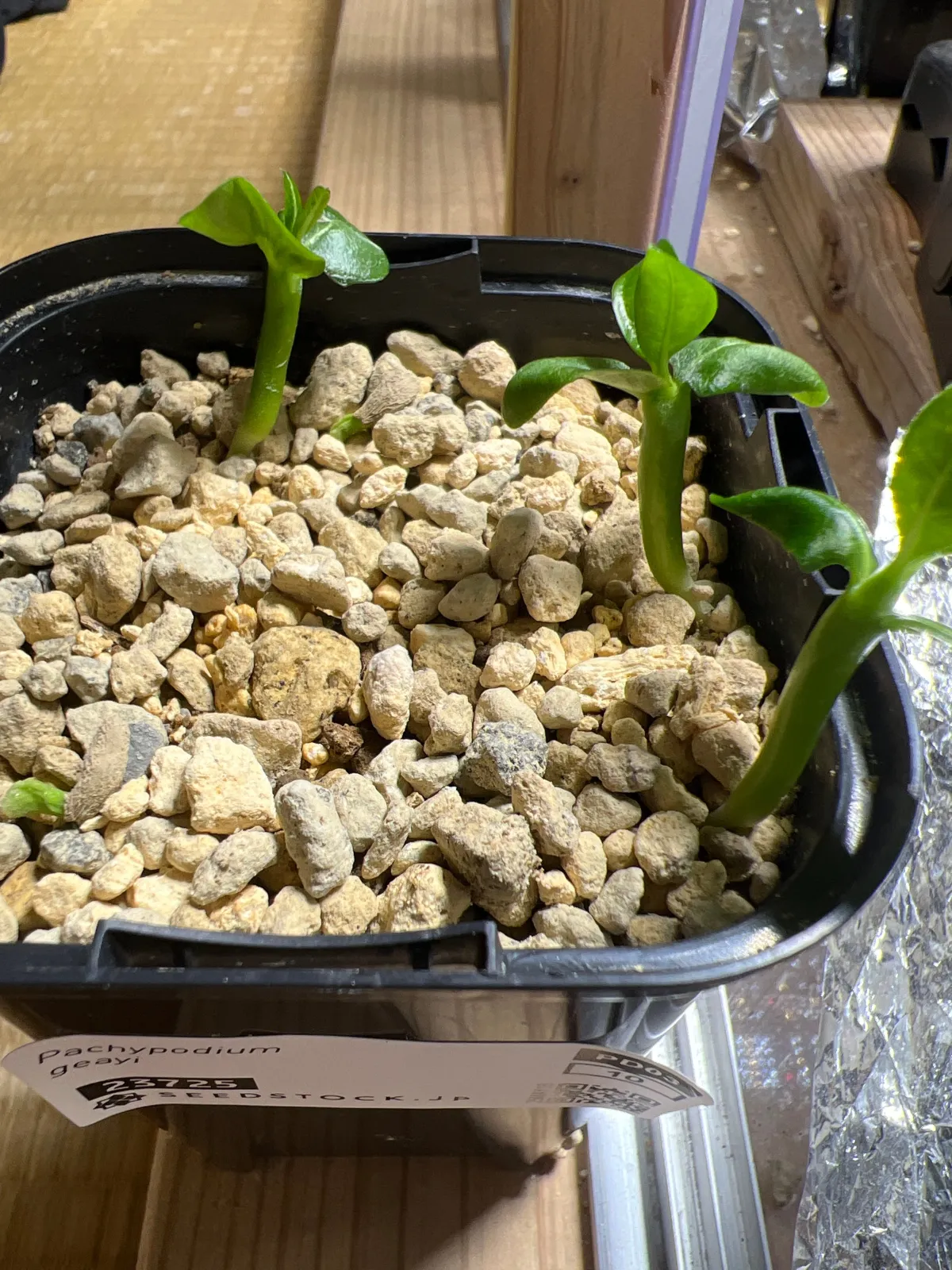 Pachypodium geayi (パキポディウム ゲアイー)