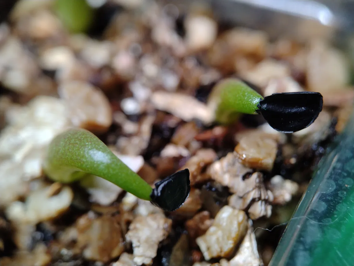 Agave oteroi (アガベ オテロイ)