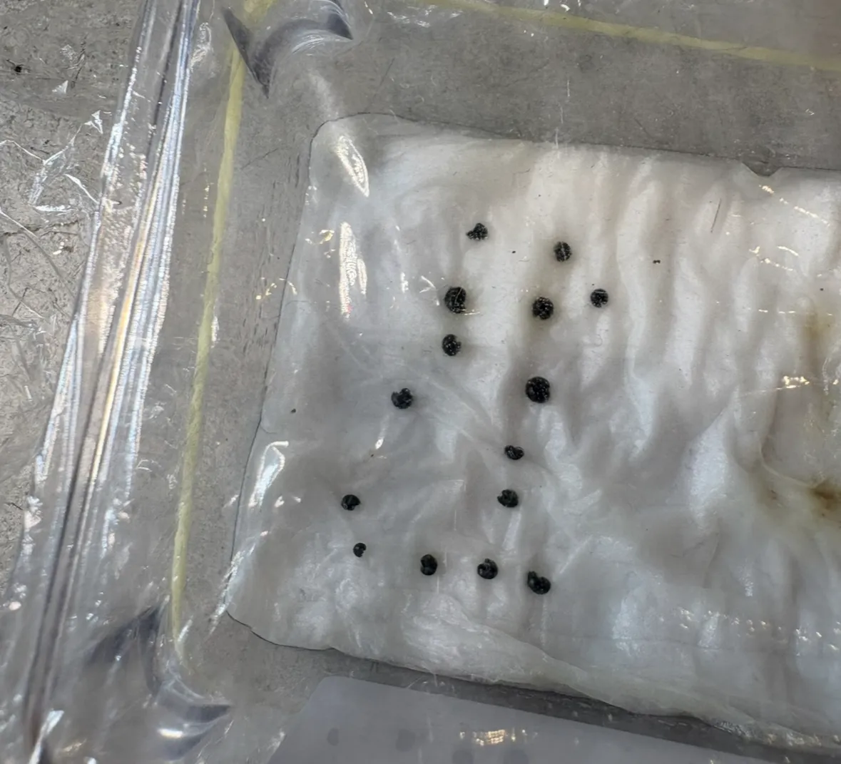 Cordyline australis (コルディリネ オーストラリス)