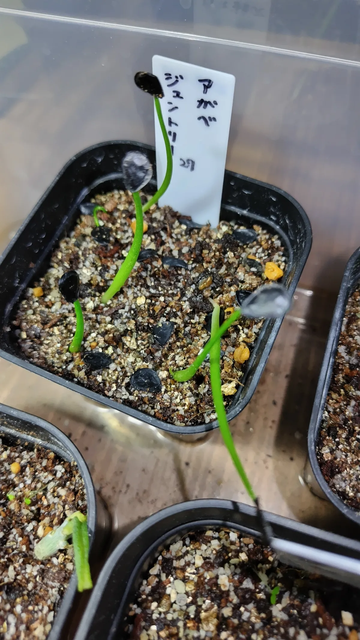 Agave gentryi (アガベ ジェントリー)