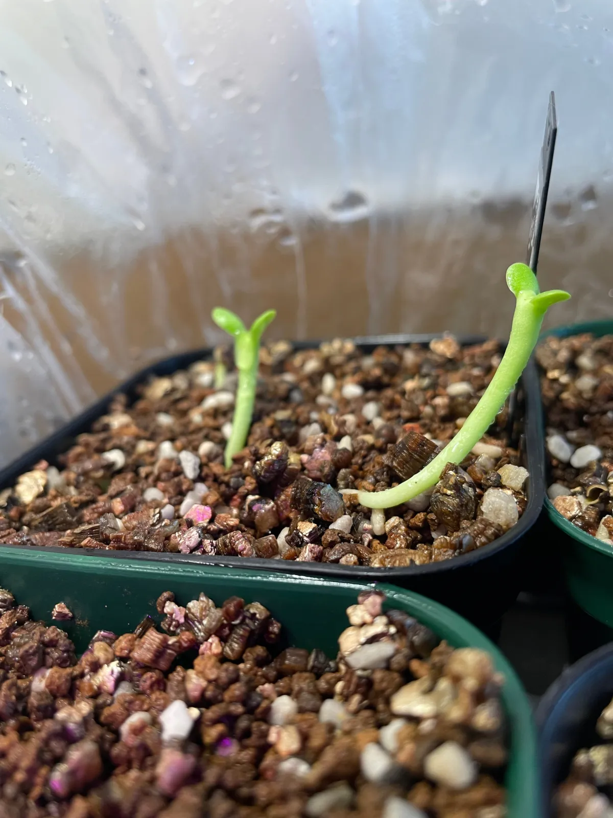 Euphorbia graniticola (ユーフォルビア グラニティコラ)