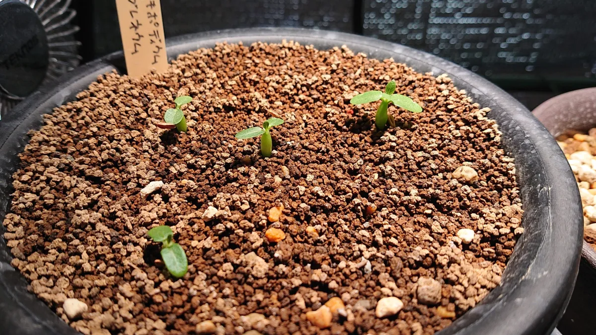 Pachypodium rosulatum var. eburneum (パキポディウム エブレネウム)