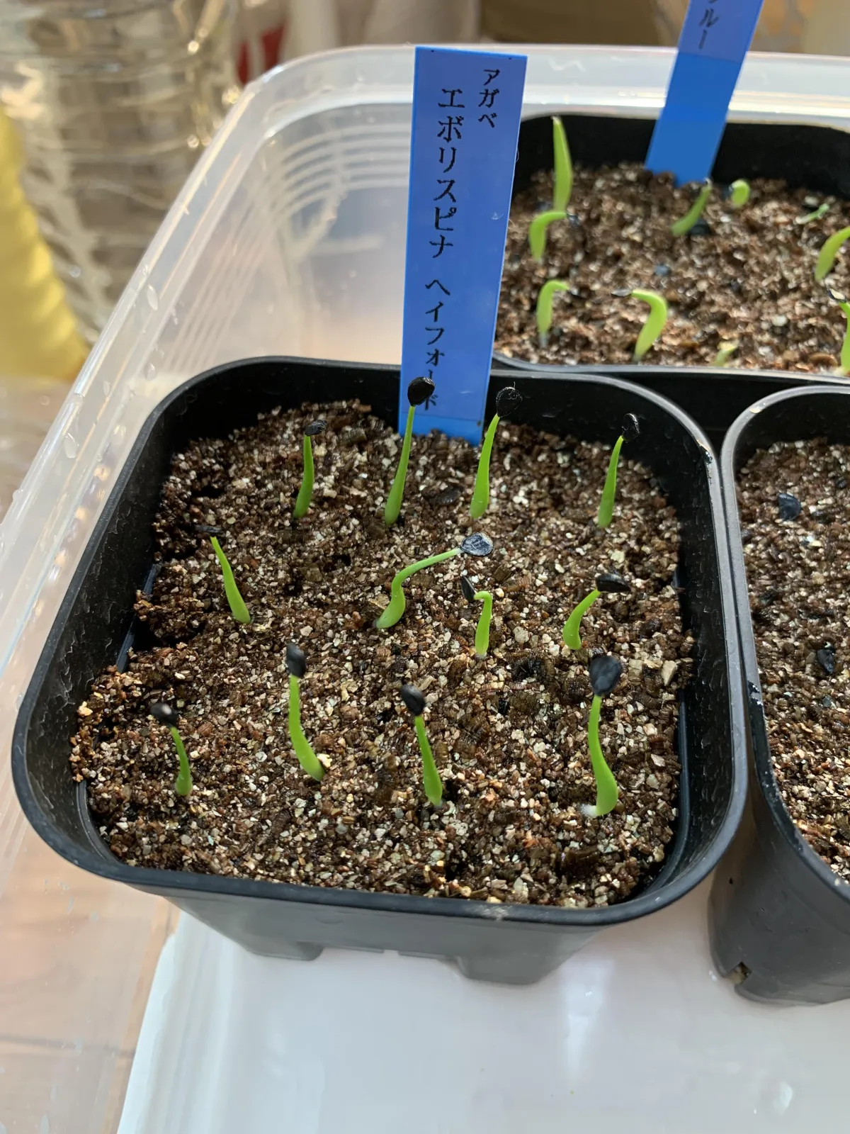 Agave utahensis var. eborispina 'Hayford' (アガベ エボリスピナ ヘイフォード)