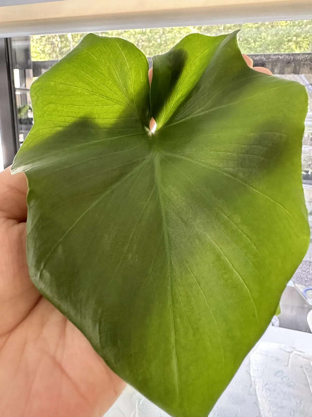 Philodendron bipinnatifidum (フィロデンドロン ビピンナティフィダム)