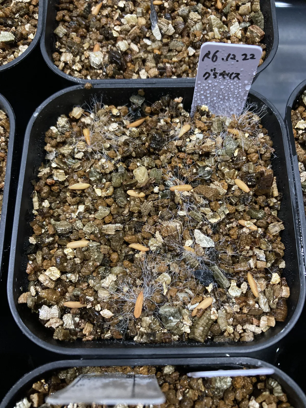 Pachypodium rosulatum var. gracilius (パキポディウム グラキリス)