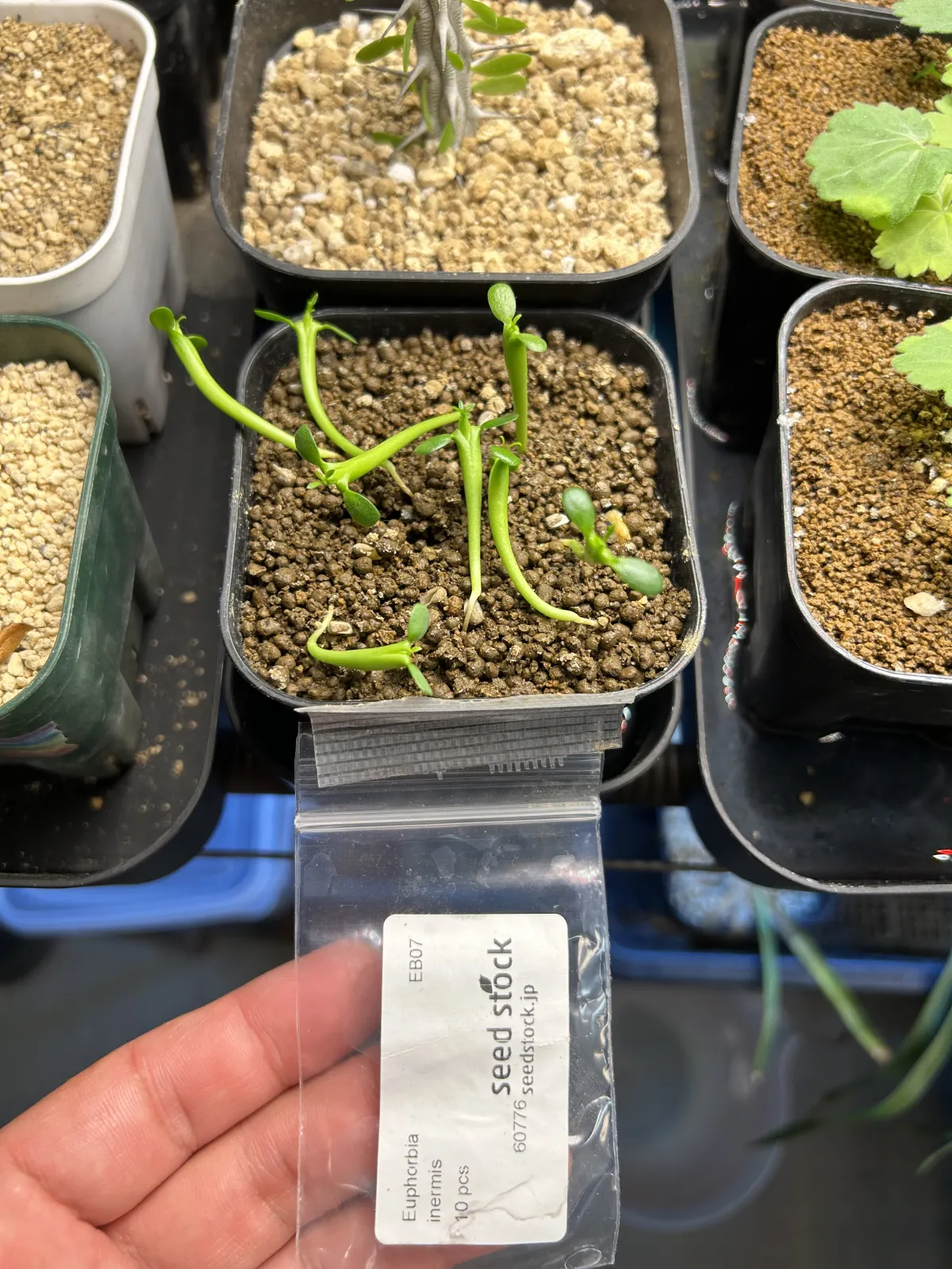 Euphorbia inermis var. huttonae (ユーフォルビア イネルミス 九頭竜)