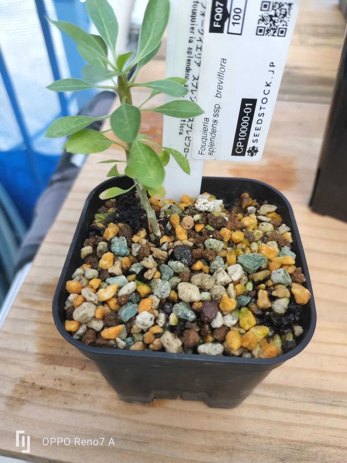 Fouquieria splendens ssp. breviflora (フォークイエリア ブレビフローラ)