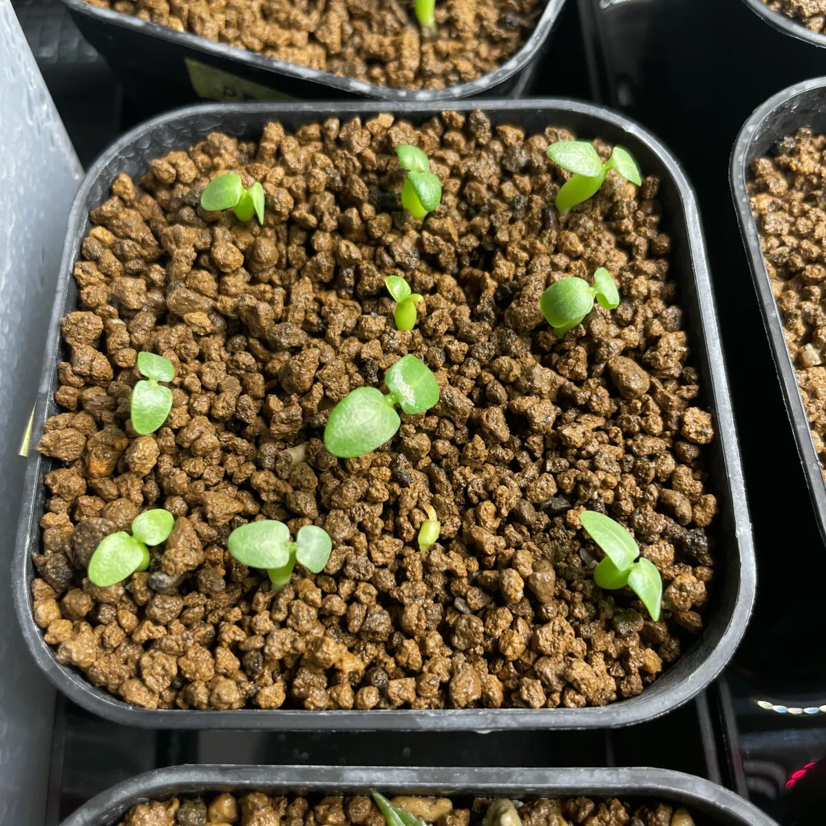 Pachypodium brevicaule subsp. leucoxanthum (パキポディウム レウコキサンツム)