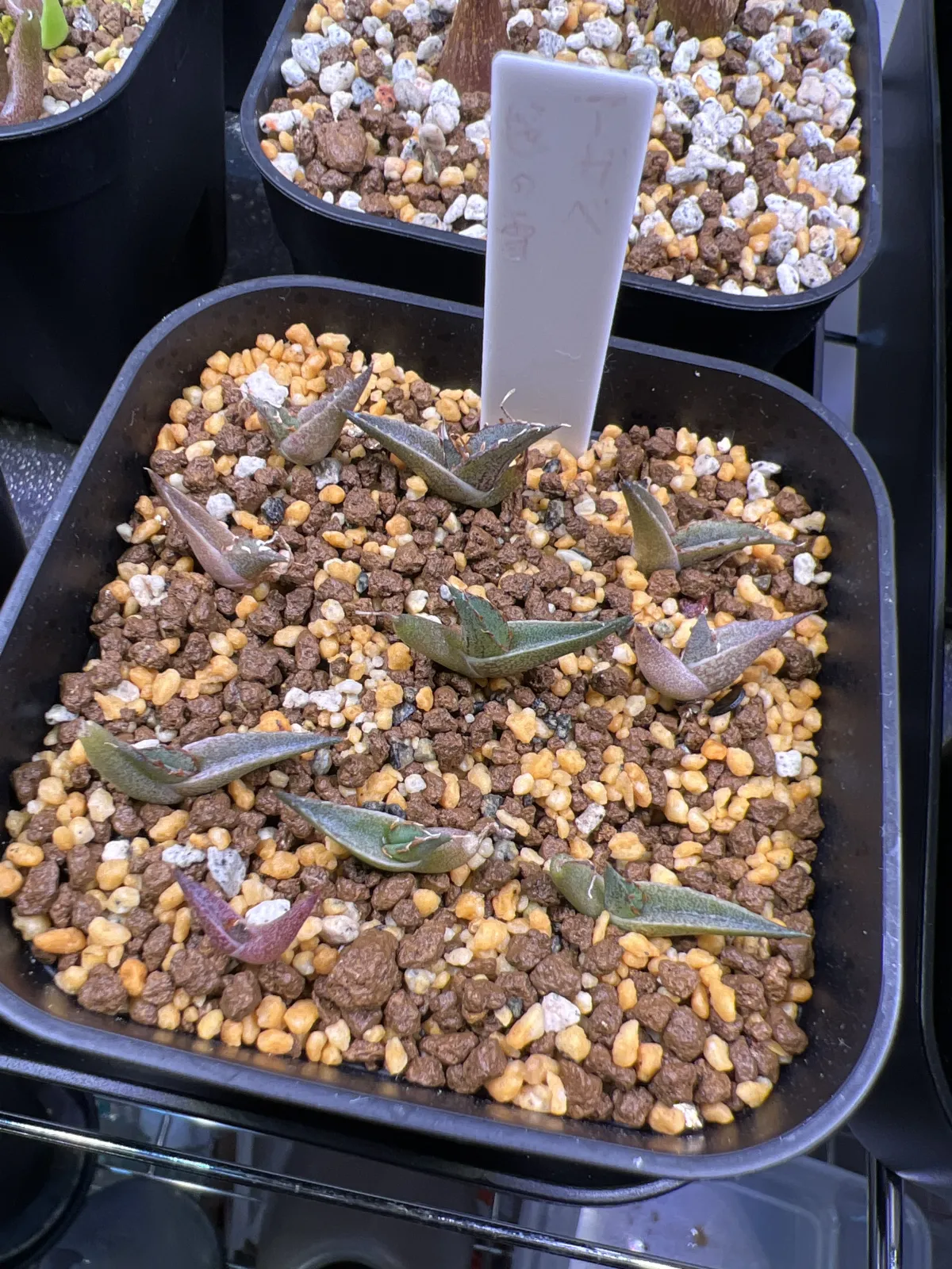 Agave victoriae-reginae (アガベ ビクトリアレジーナエ 笹の雪)