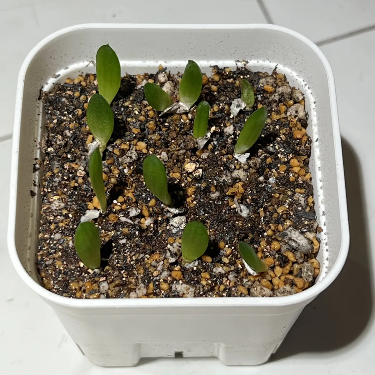 Aloe variegata Chiyoda Nishiki (アロエ 千代田錦)