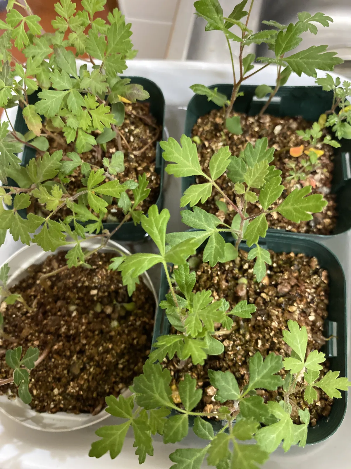 Pachycormus discolor (パキコルムス ディスカラー)