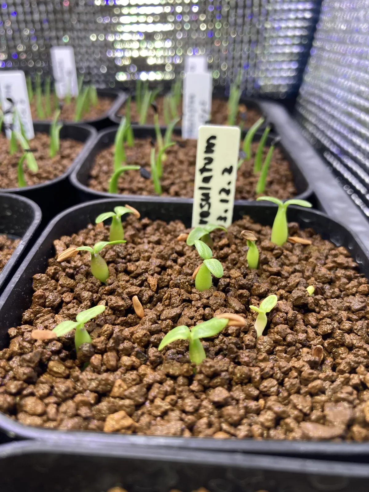 Pachypodium rosulatum ssp. rosulatum (パキポディウム ロスラーツム)