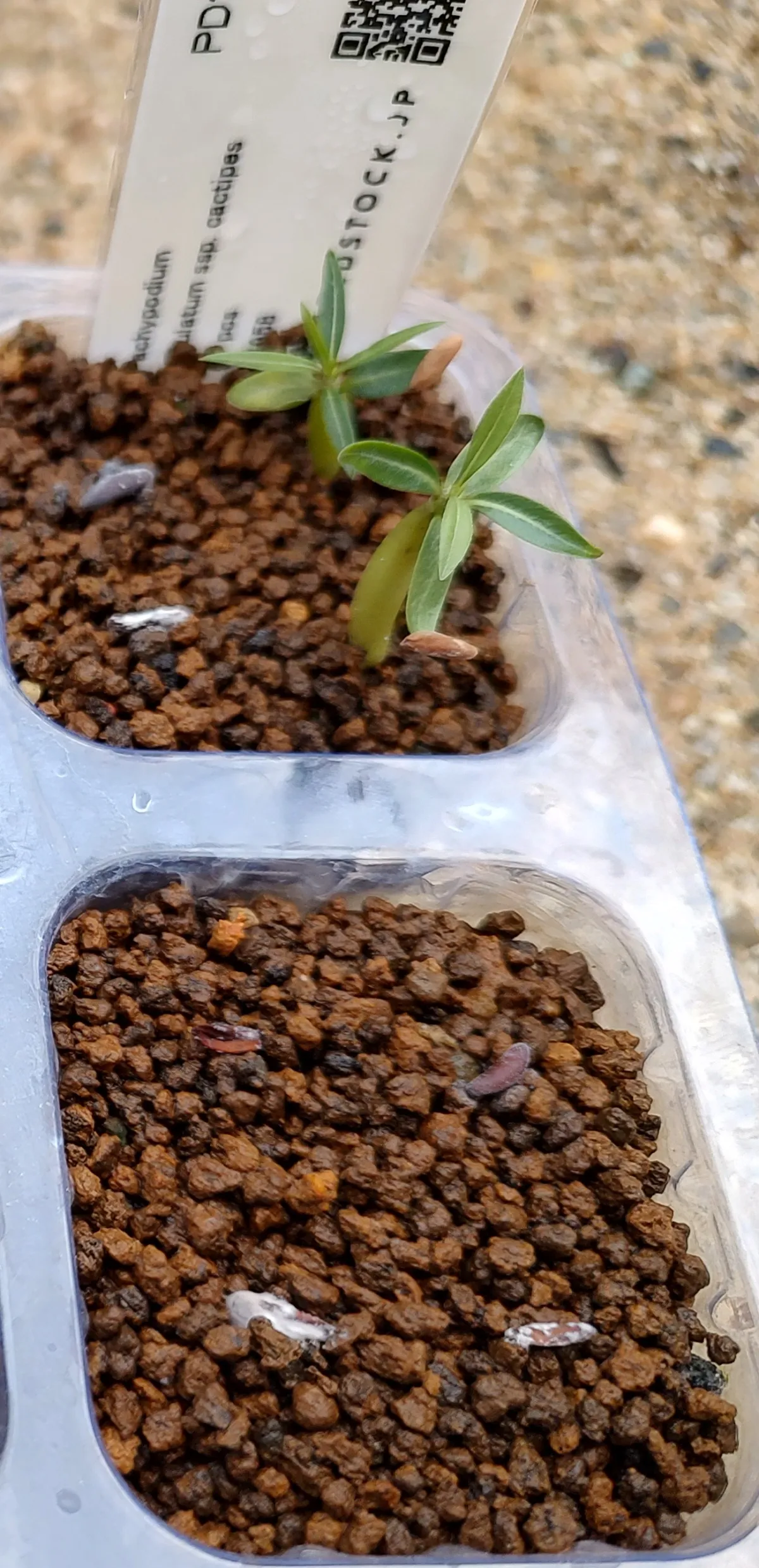 Pachypodium rosulatum ssp. cactipes (パキポディウム カクチペス)