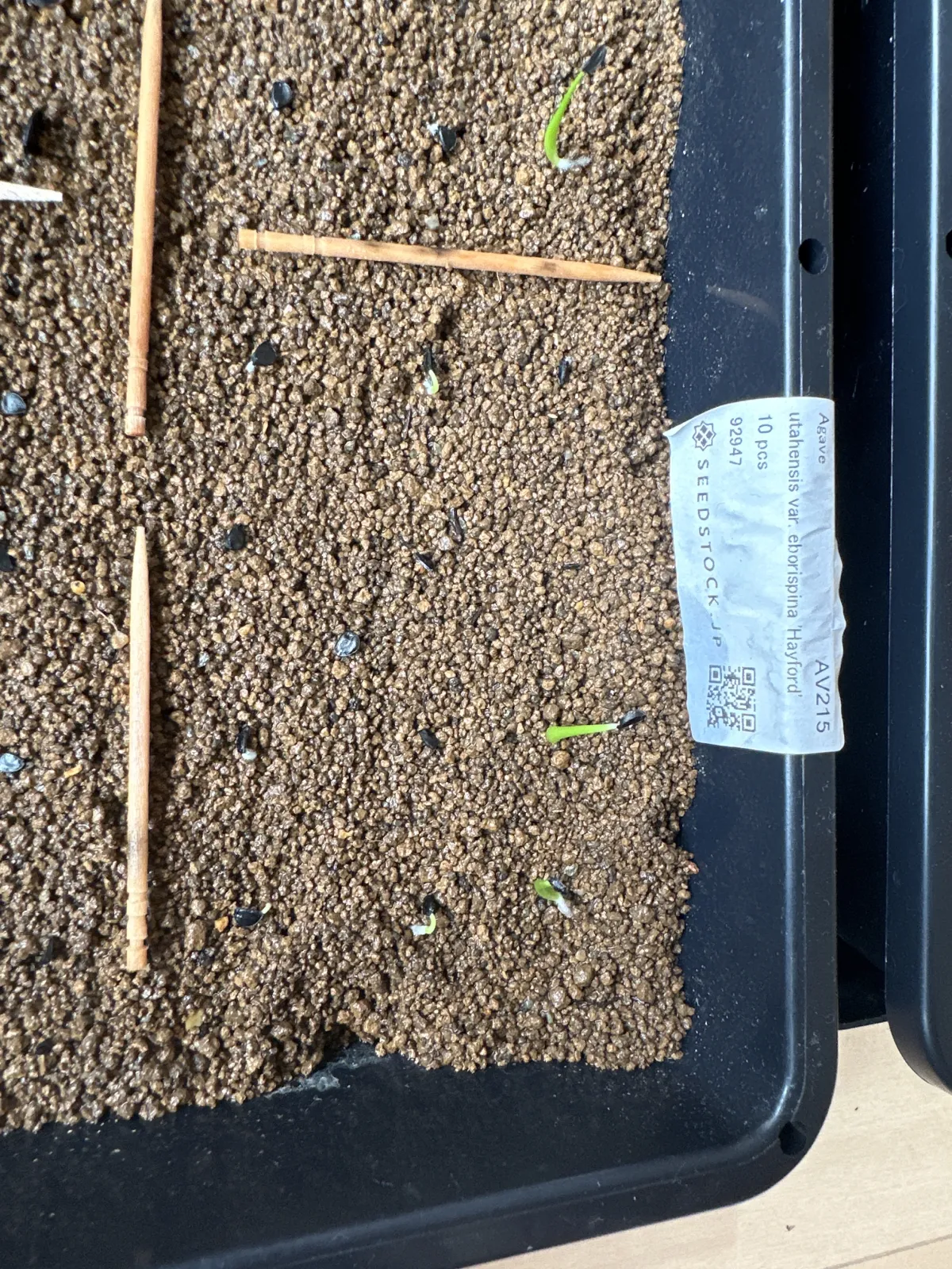 Agave utahensis var. eborispina 'Hayford' (アガベ エボリスピナ ヘイフォード)