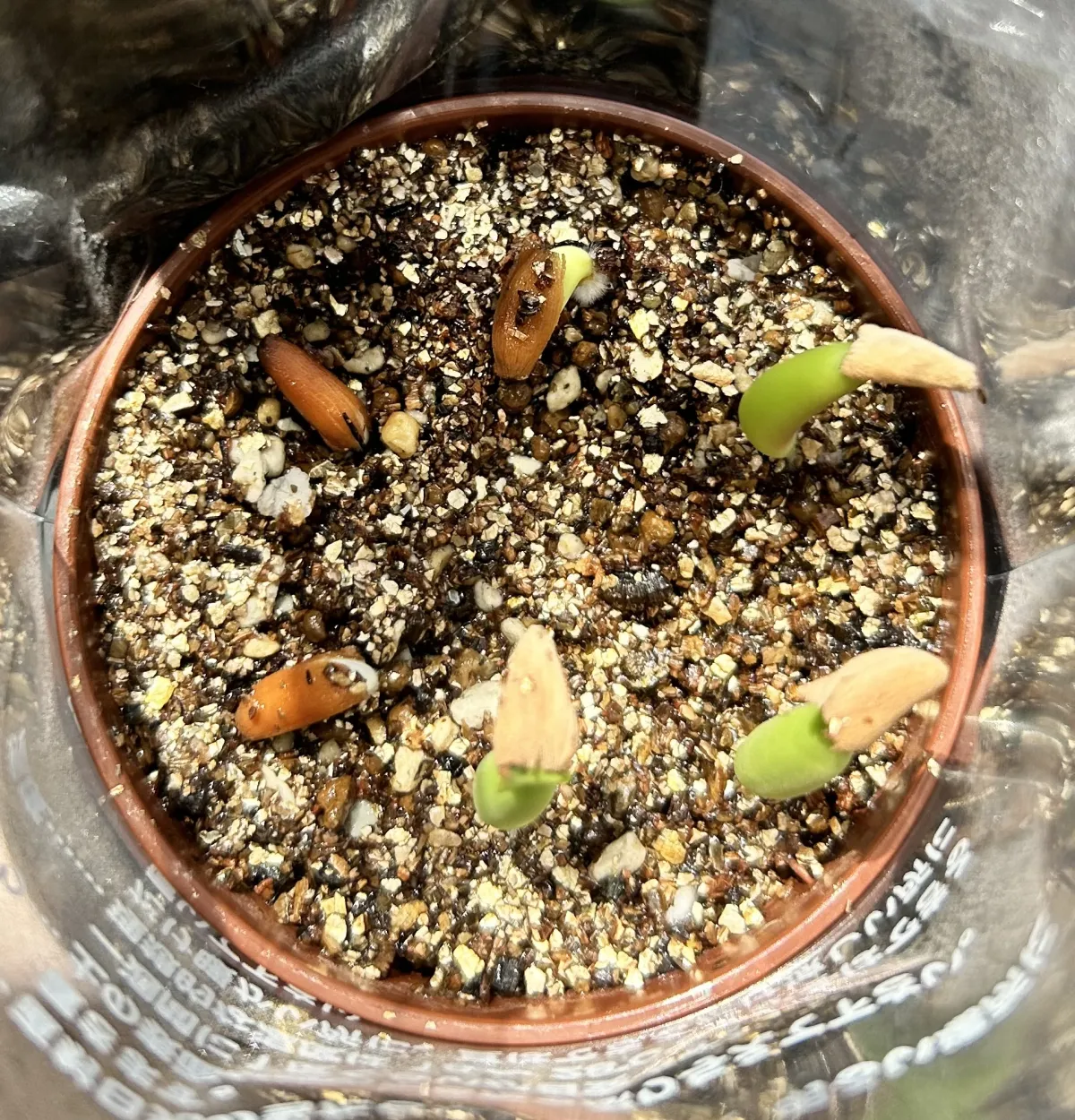 Adenium arabicum 'Godji hybrid' (アデニウム アラビカムゴッジハイブリッド)