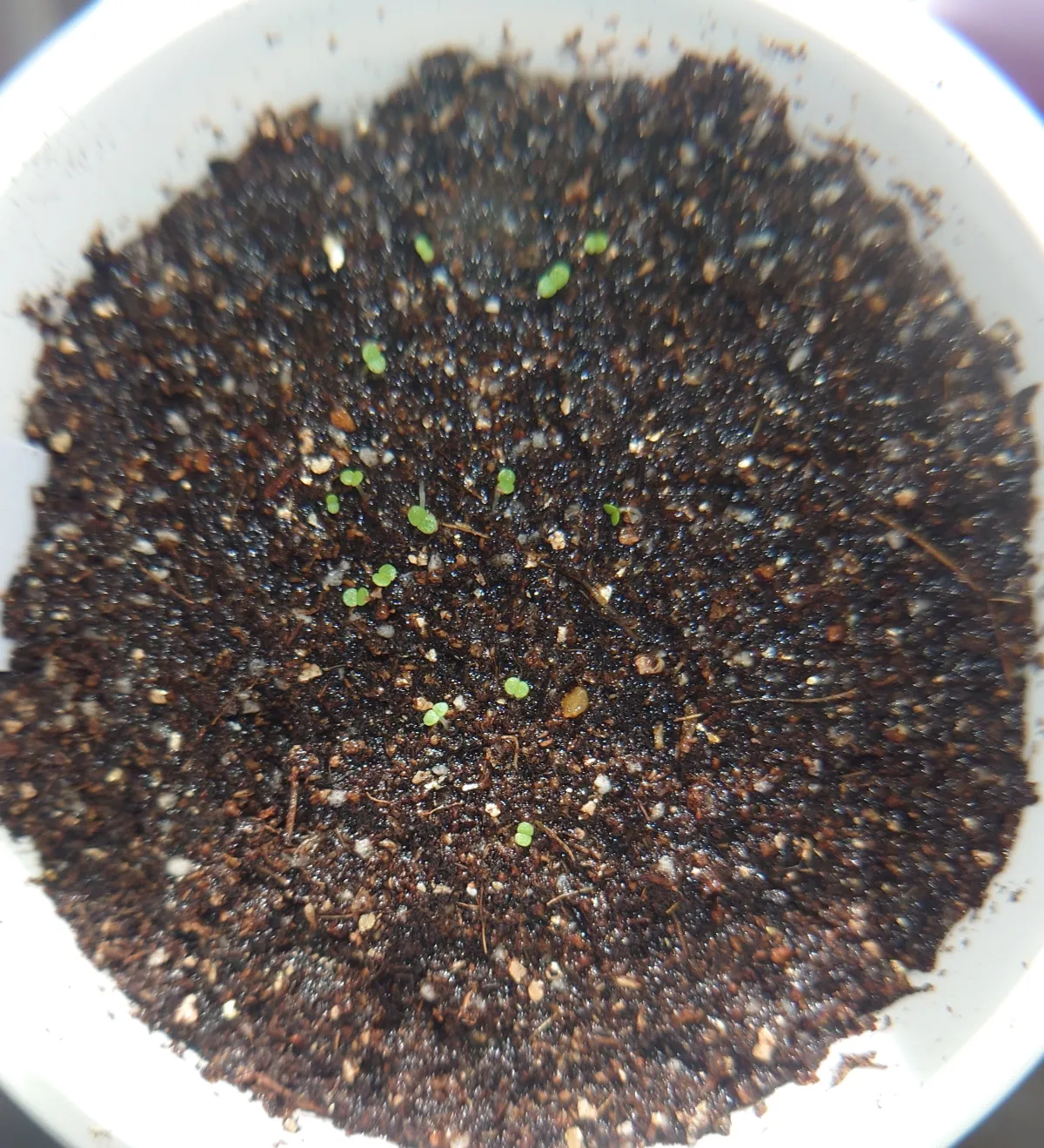 Echeveria colorata f. colorata (エケベリア コロラタ タパルパ)