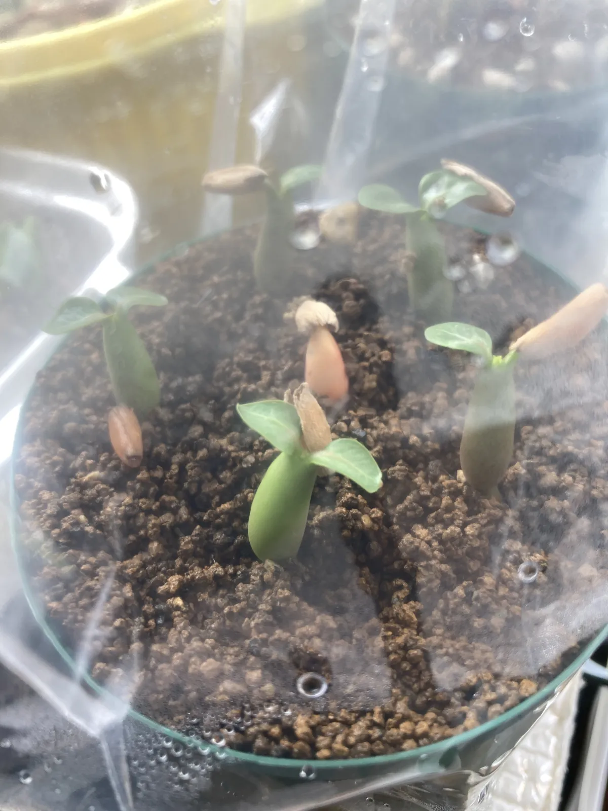 Adenium arabicum King Kong (アデニウム アラビカム キングコング)