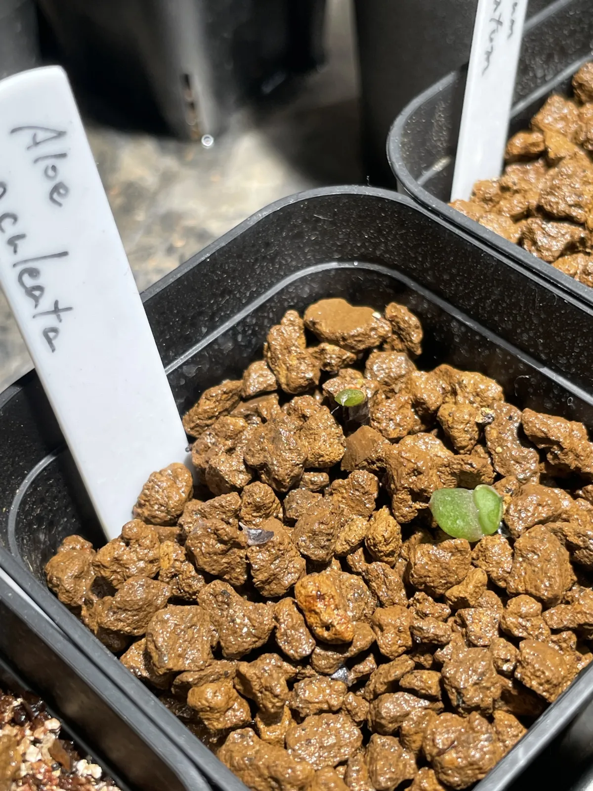 Aloe aculeata (アロエ アクレアータ)