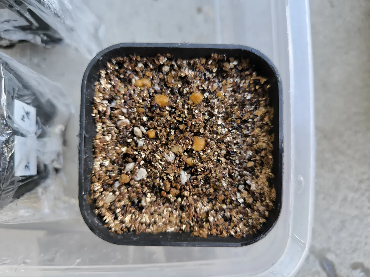 Begonia fulgurata (ベゴニア フルグラータ)