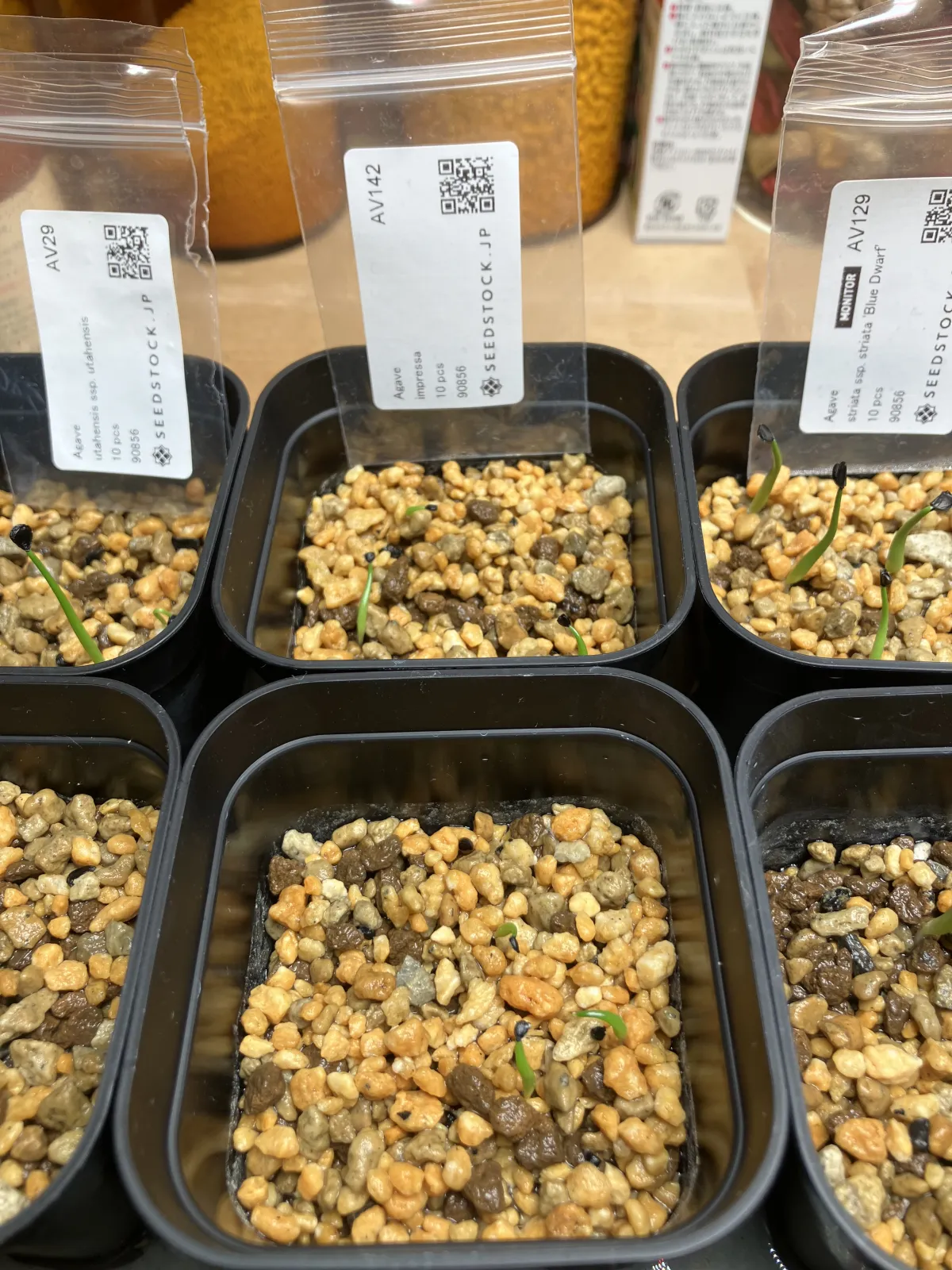 Agave impressa (アガベ インプレッサ)