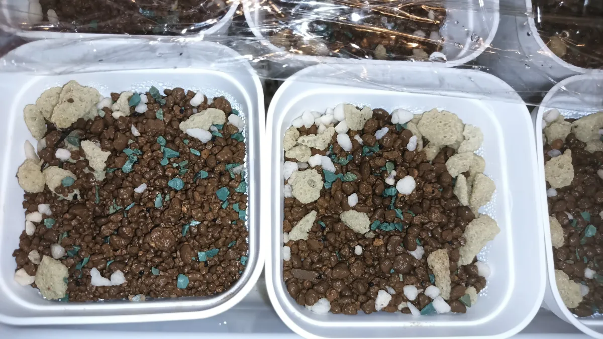 Ariocarpus trigonus (アリオカルプス トリゴナス 三角牡丹)