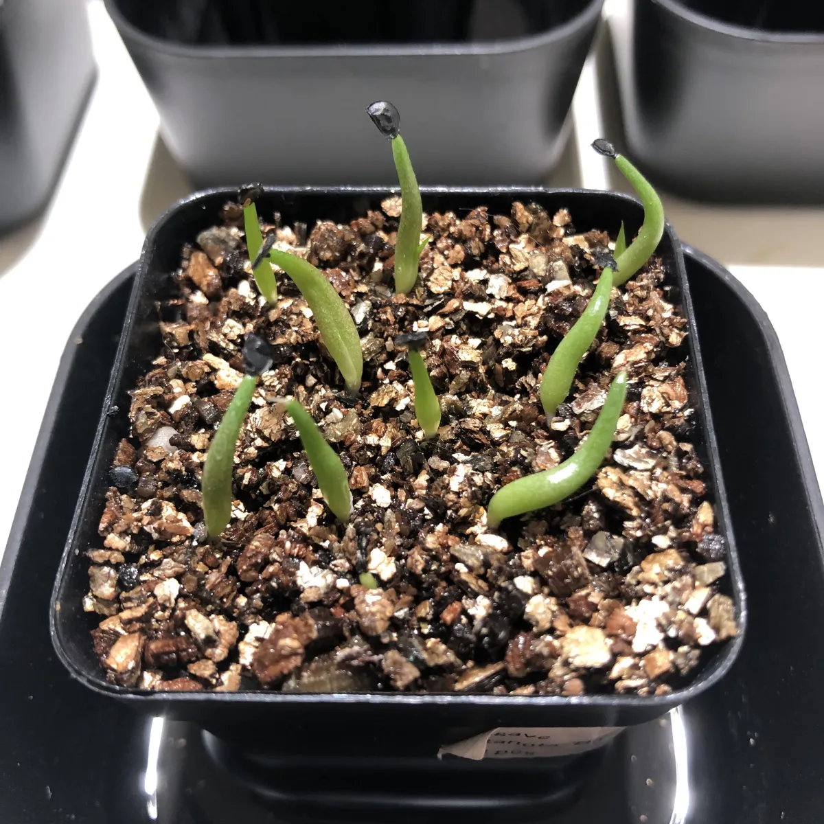 Agave titanota 'Blue' (アガベ チタノタブルー)