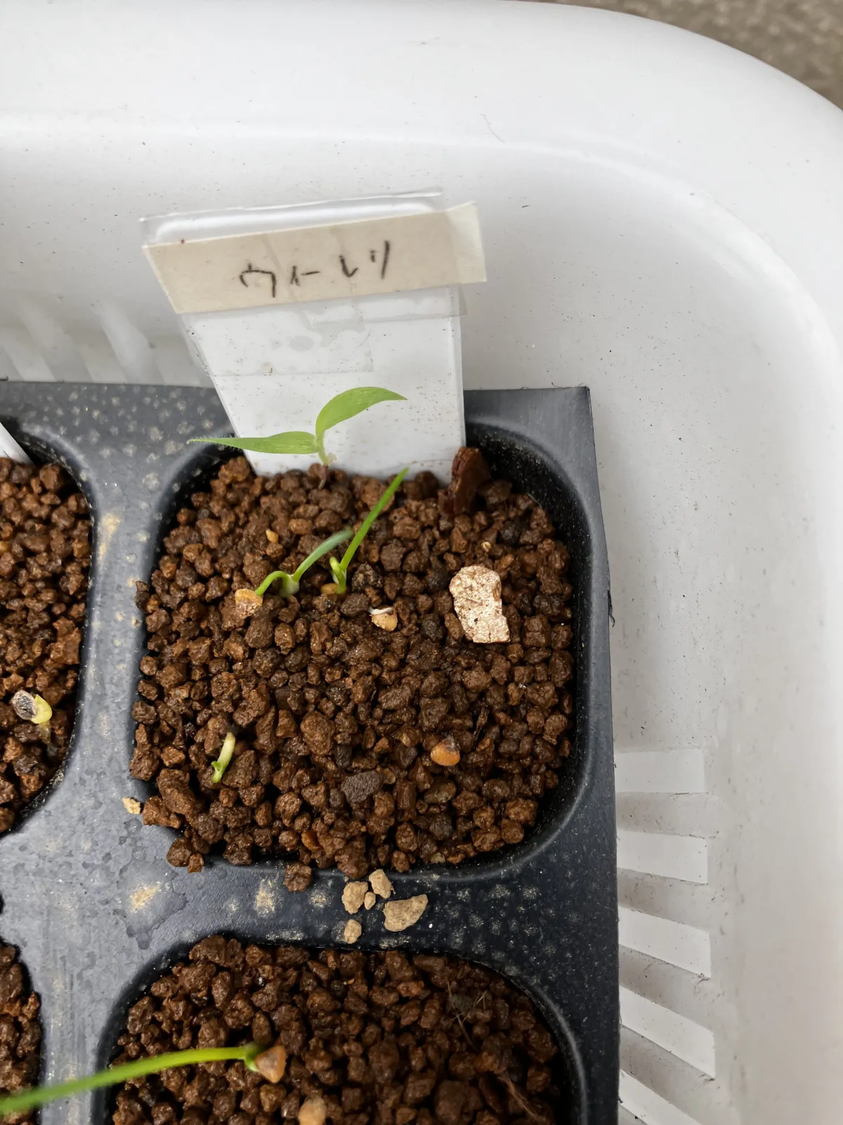 Dasylirion wheeleri (ダシリリオン ウィーレリ)