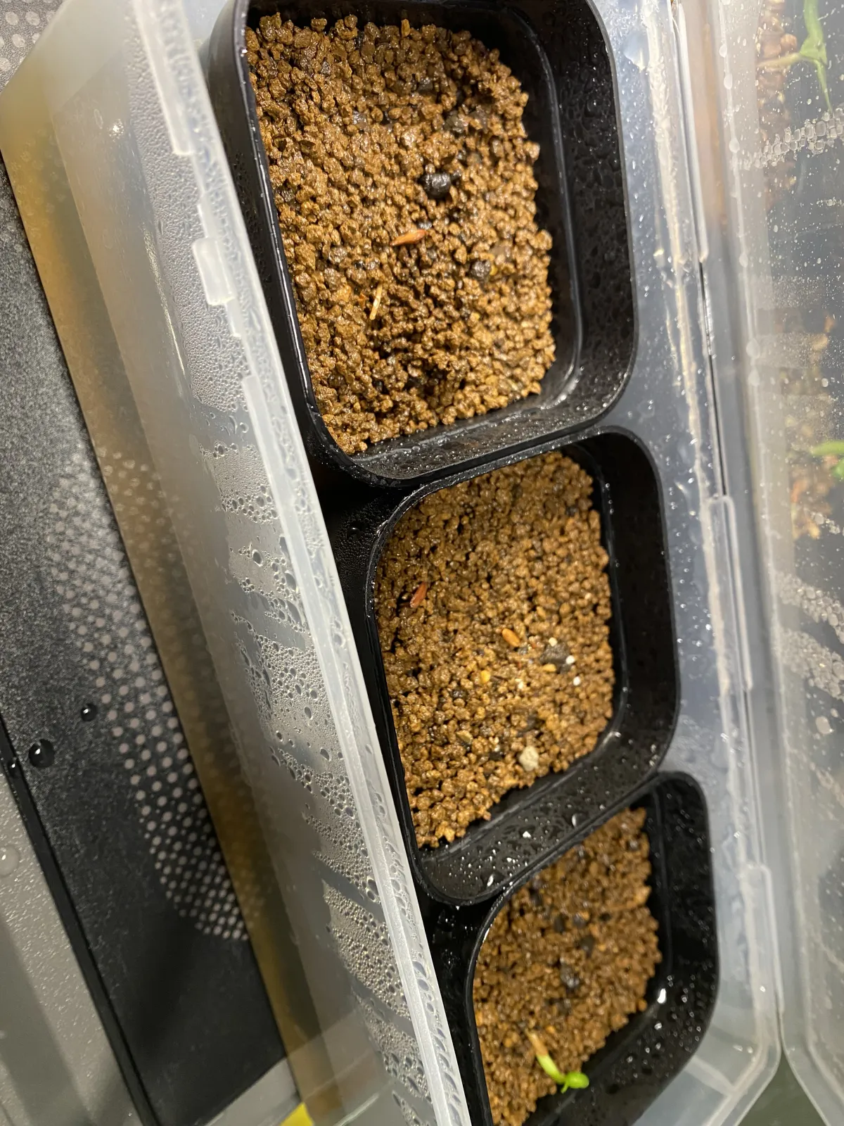 Pachypodium rosulatum var. gracilius (パキポディウム グラキリス)