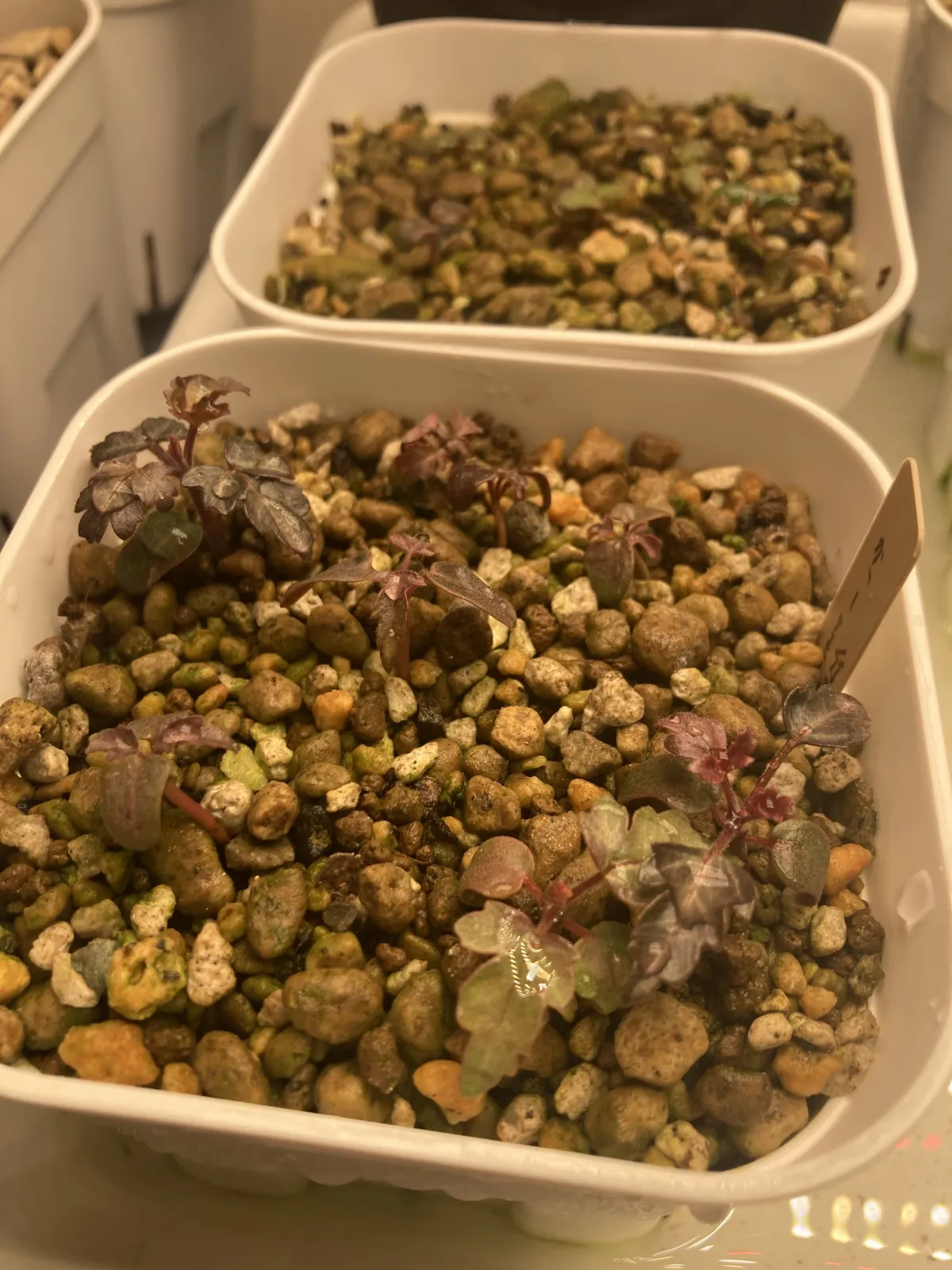 Pachycormus discolor (パキコルムス ディスカラー)