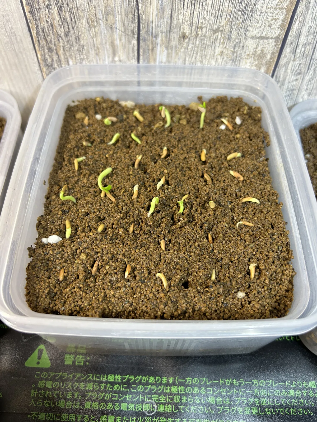 Pachypodium rosulatum (パキポディウム ロスラーツム)