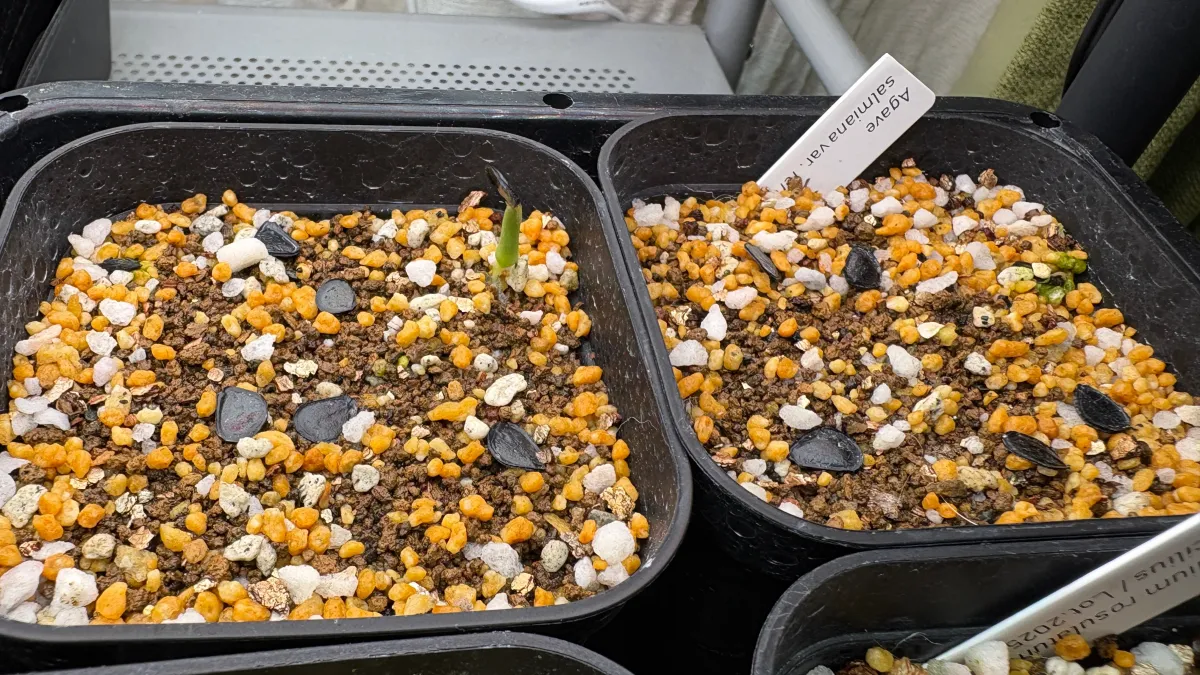 Agave salmiana var. ferox (アガベ フェロックス)