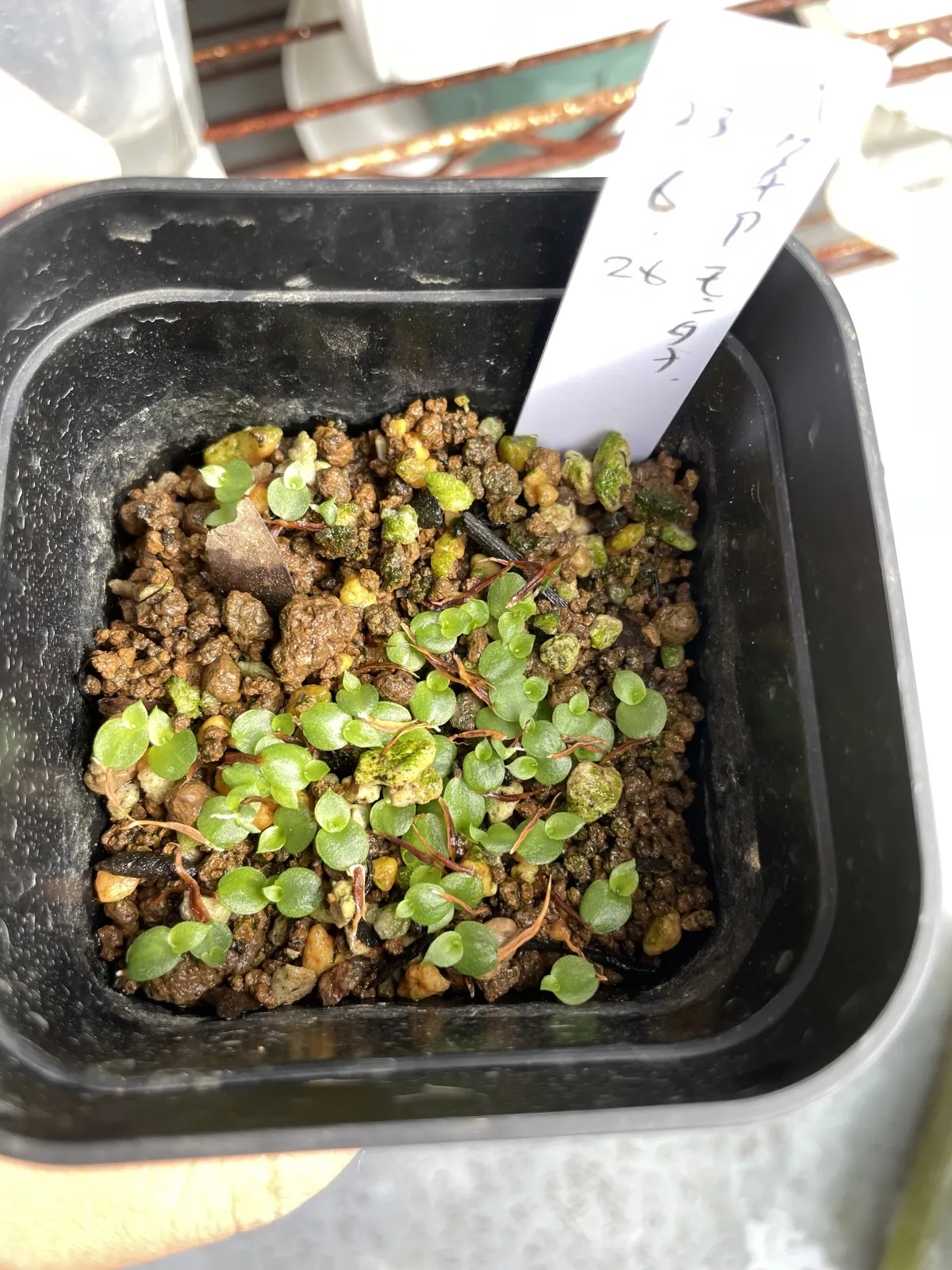 Hechtia montana (ヘクチア モンタナ)