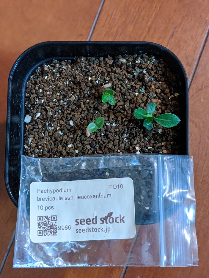 Pachypodium brevicaule ssp. brevicaule　(7月末入荷分）