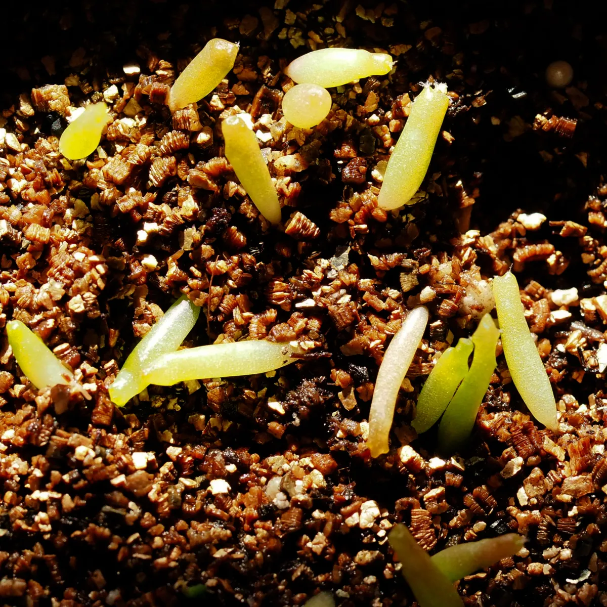 Turbinicanpus pulcherrimusの発芽報告